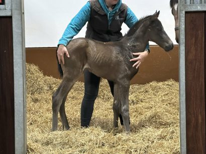 Valentines Day foal