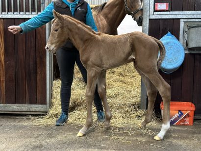 Valentines Day foal 2