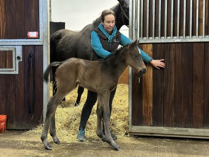 Valentines Day foal 3